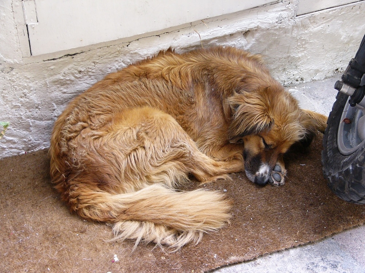 dog siesta sleep free photo