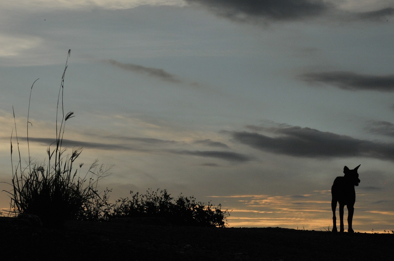 dog the evening sun lonely free photo