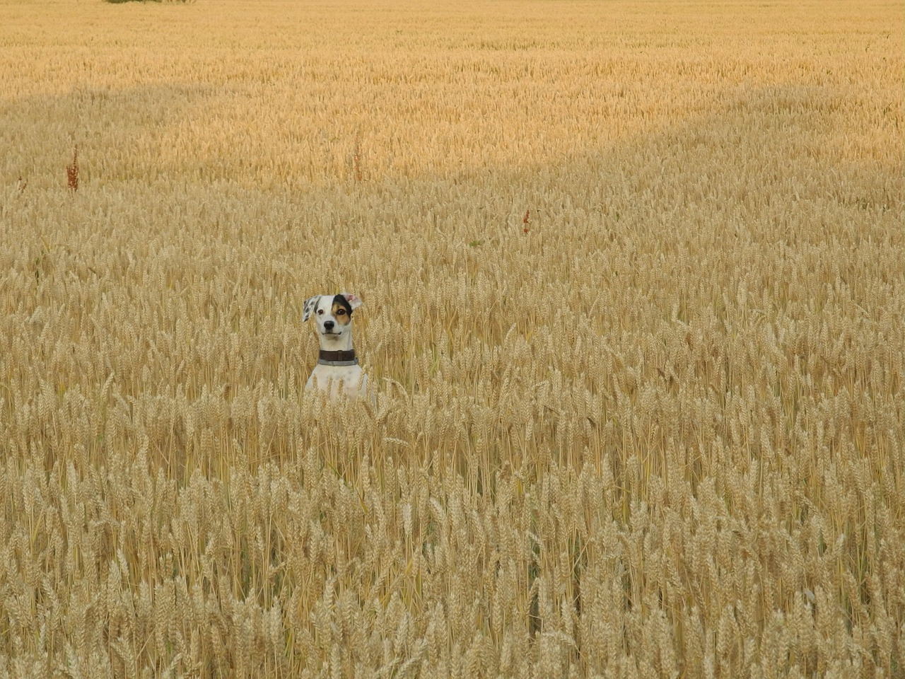 dog field pets free photo