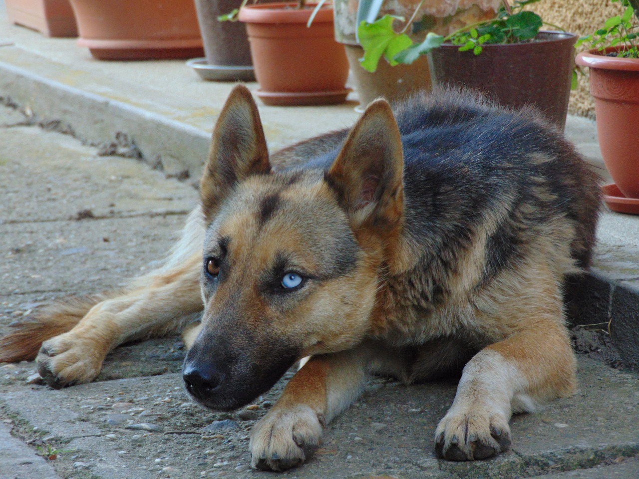 dog german shepherd pet free photo