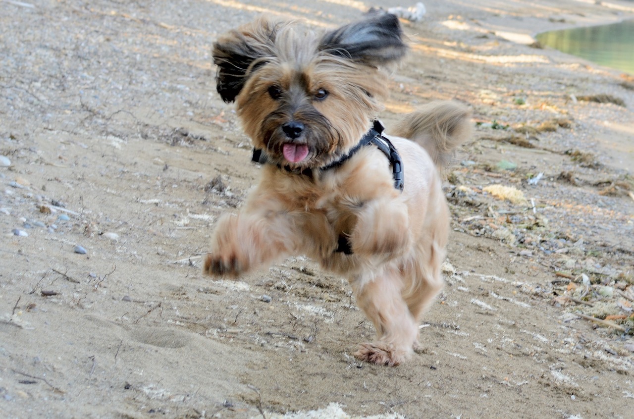 dog runs jumps free photo