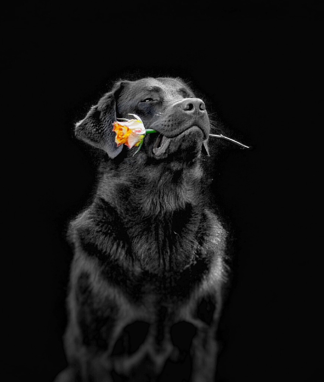 dog flower labs to free photo
