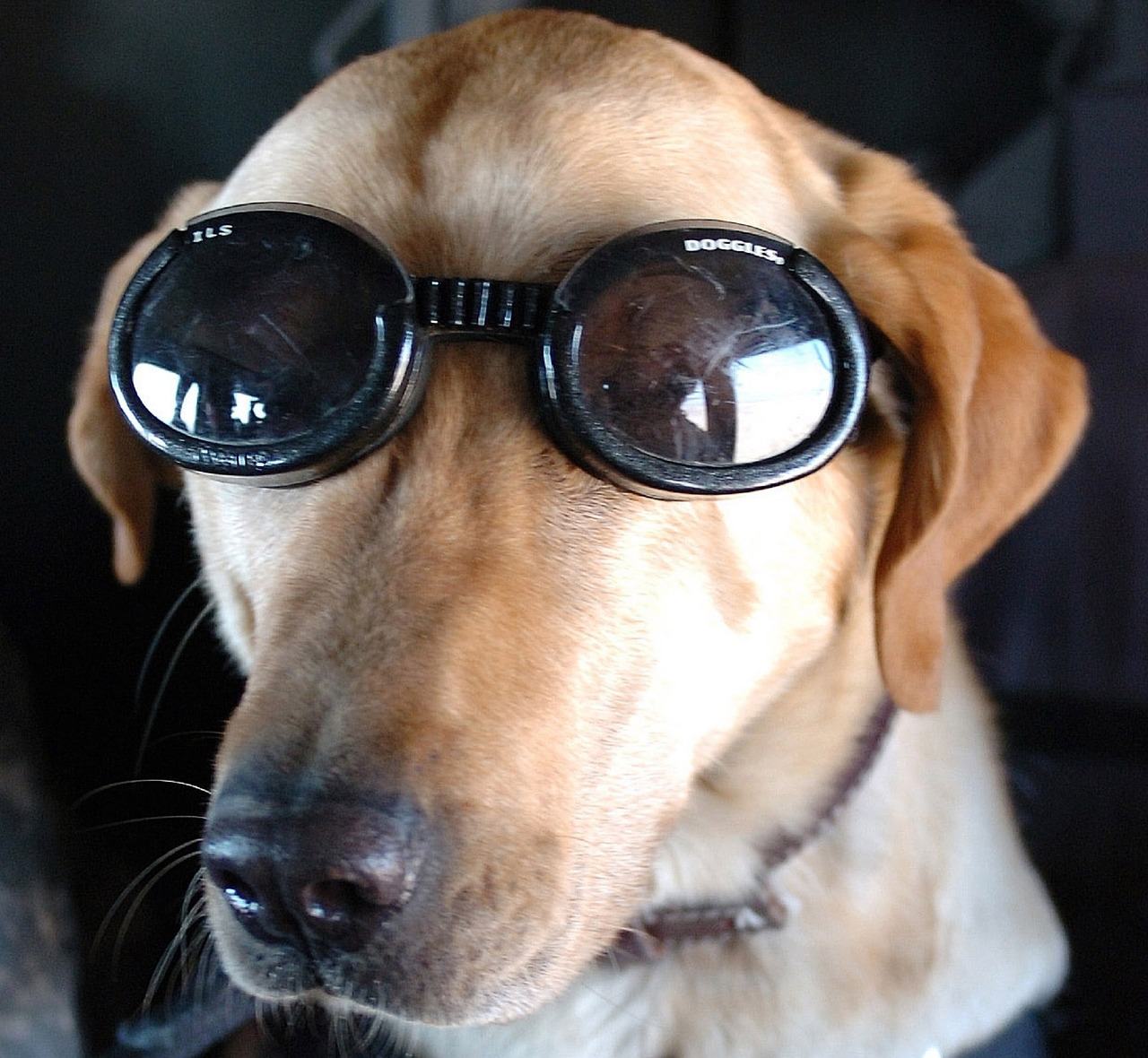 dog goggles military free photo