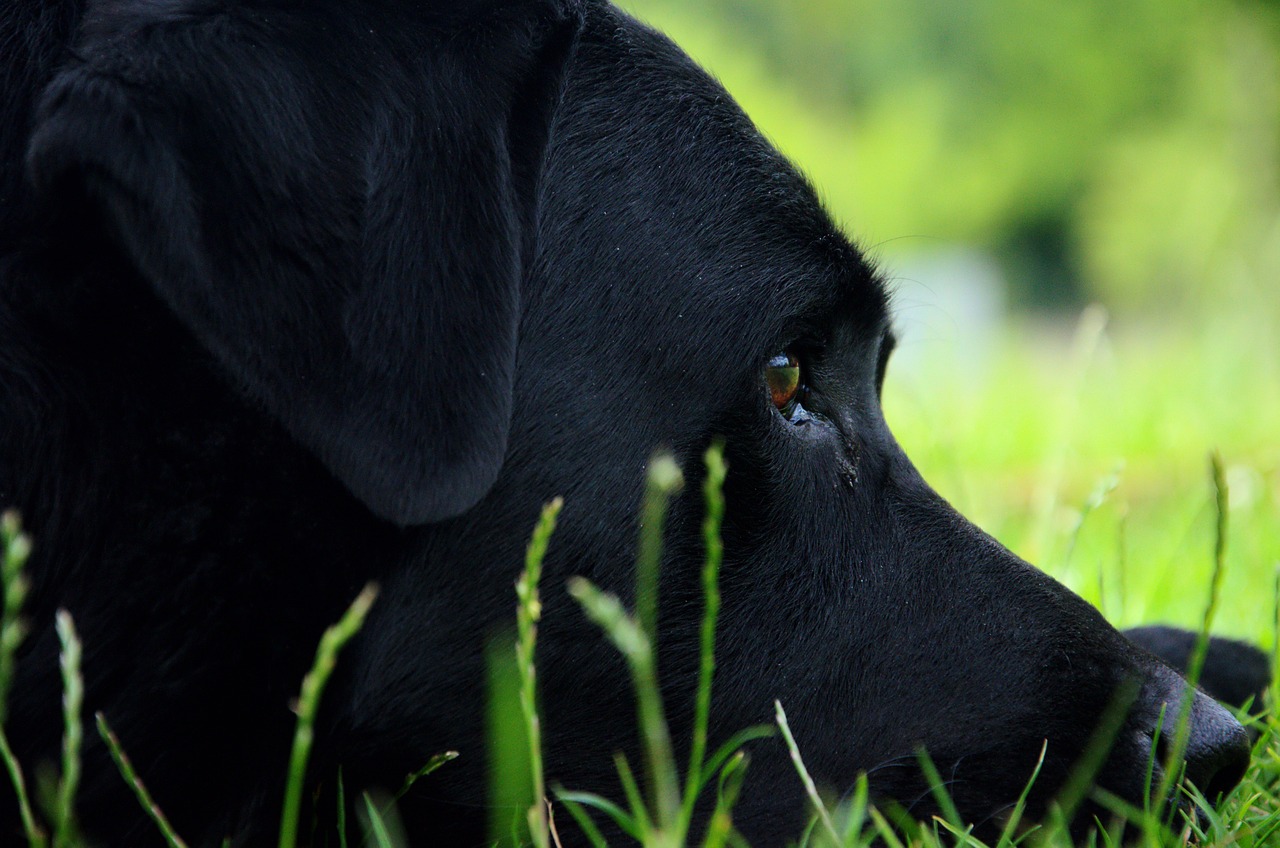 dog portrait labrador free photo