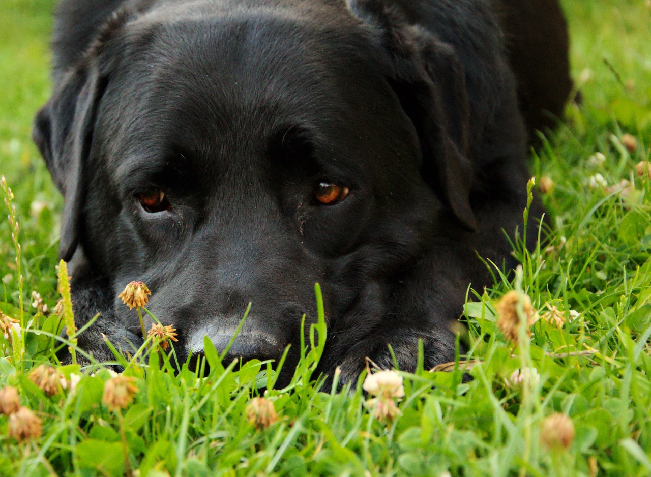 dog portrait labrador free photo