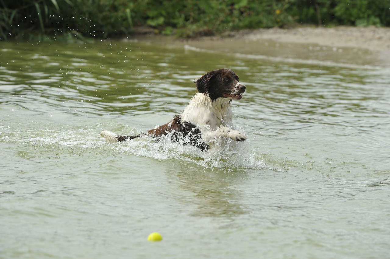 dog water swimming free photo