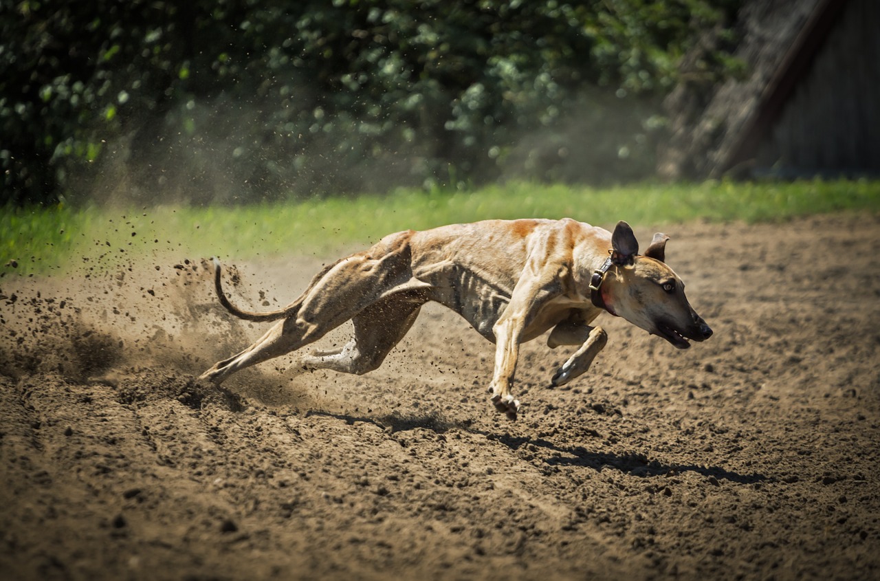 dog greyhound magyar agar free photo