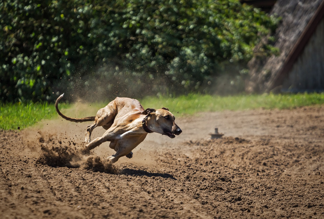 dog greyhound magyar agar free photo