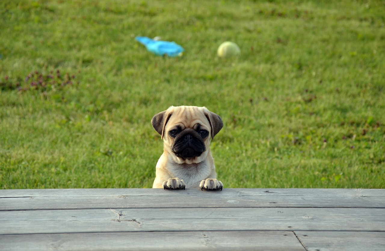 dog pug puppy free photo