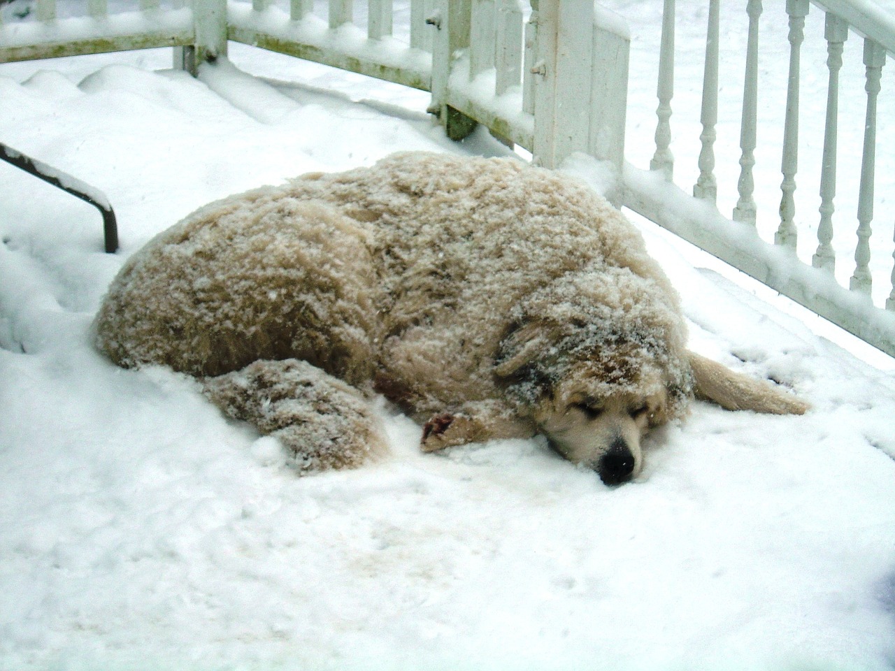 dog snow winter free photo