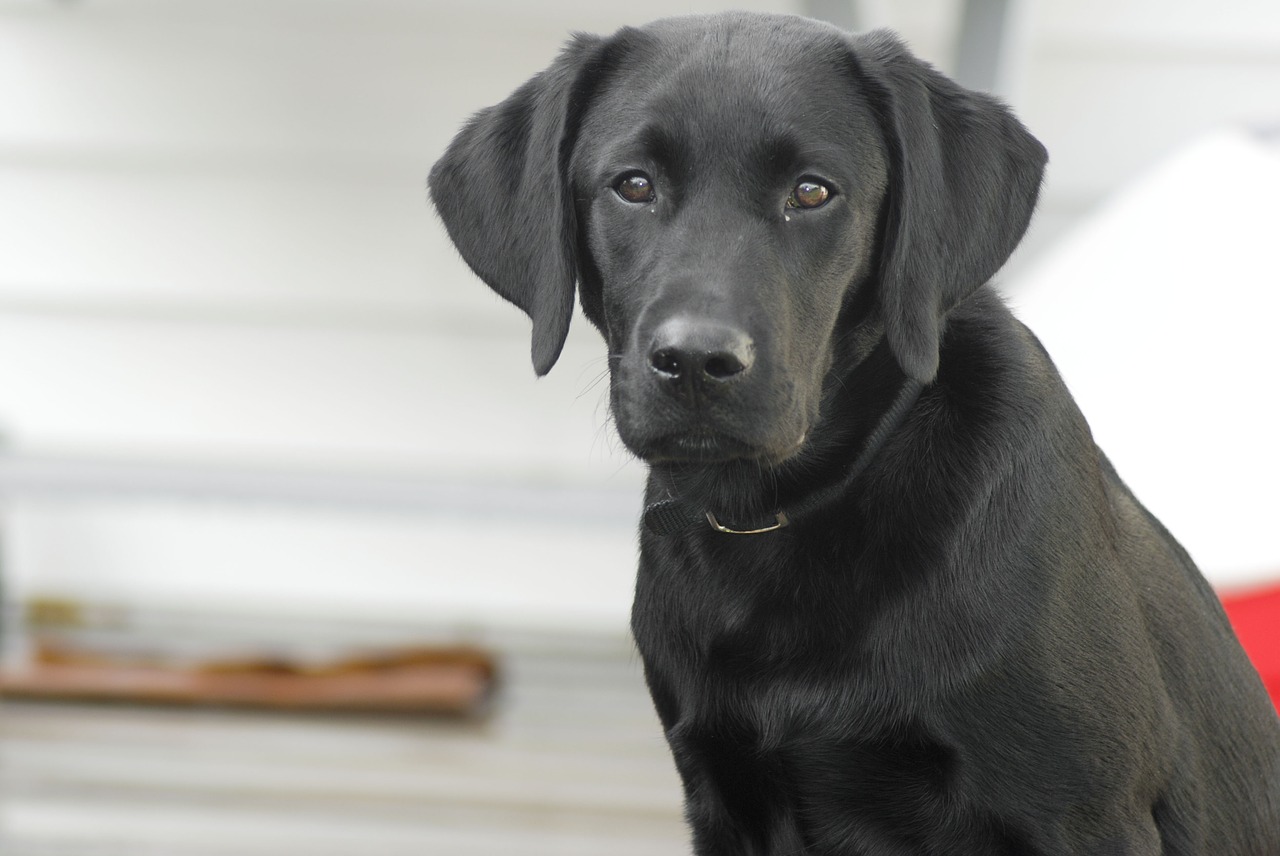 dog labrador retriever black lab free photo