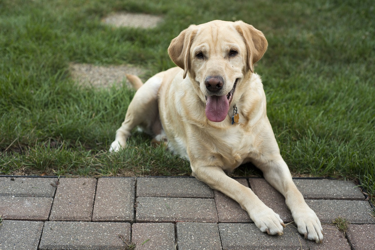 dog yellow labrador free photo