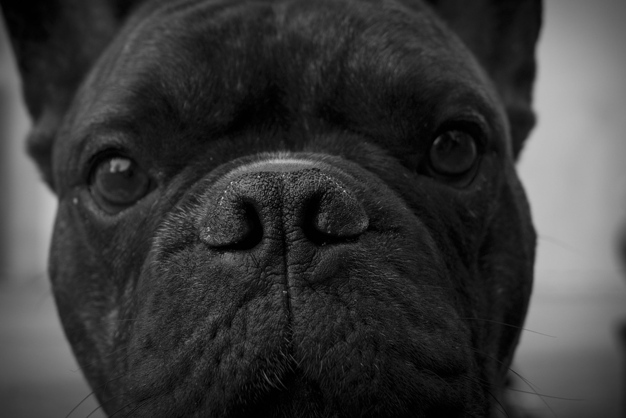 dog black white free photo