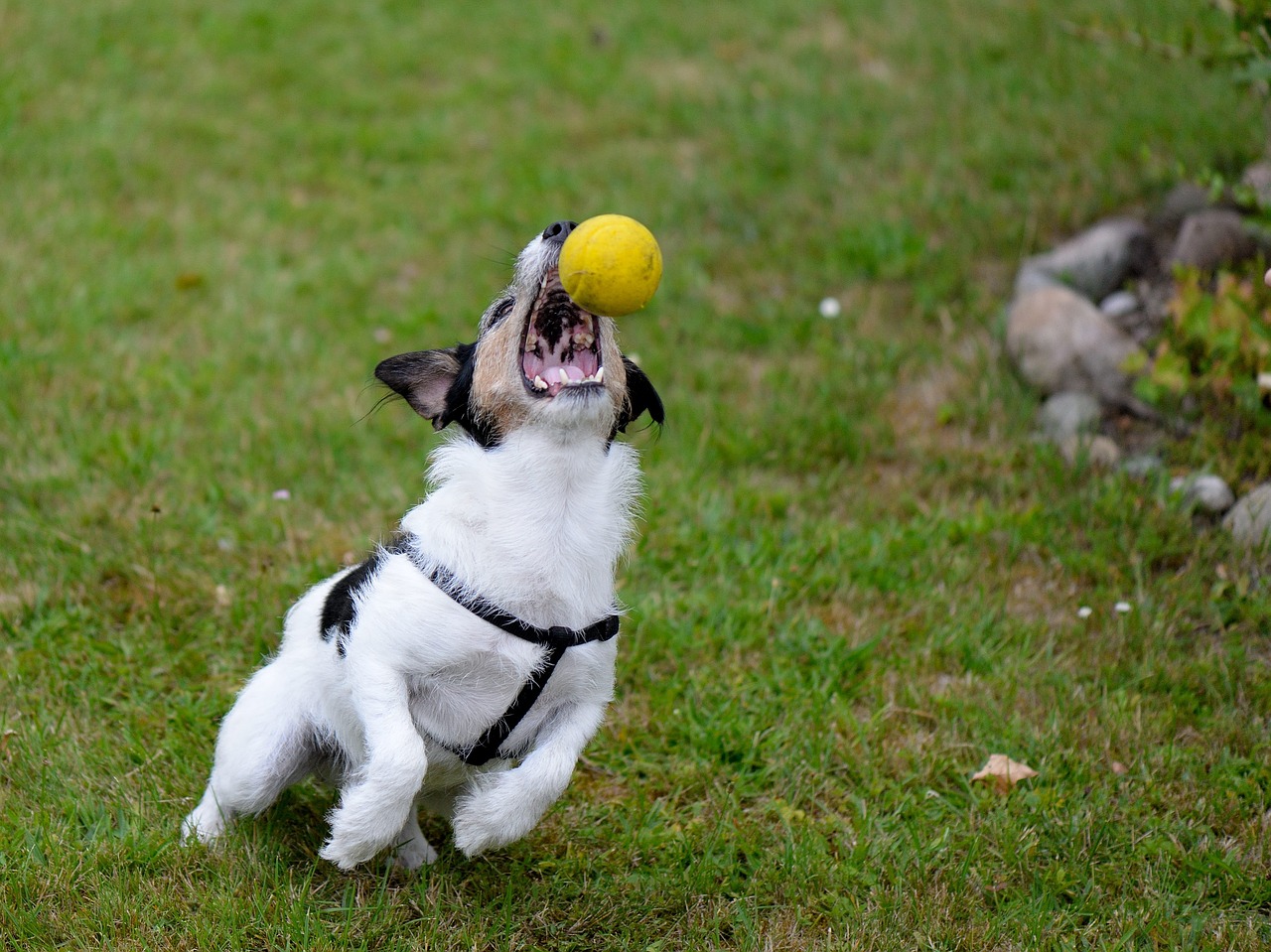 dog hybrid play free photo