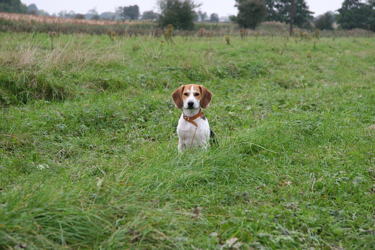 dog pup beagle free photo