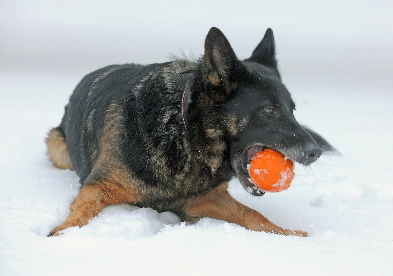 dog canine winter free photo