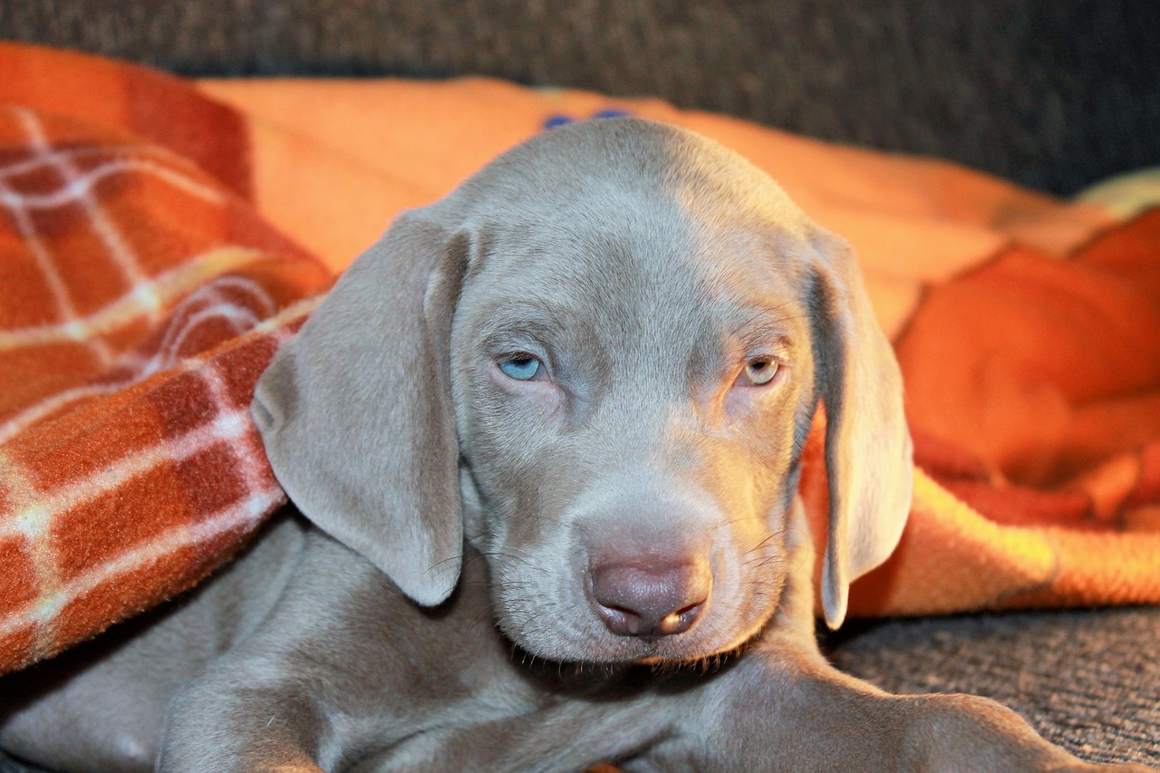 dog pet weimaraner free photo