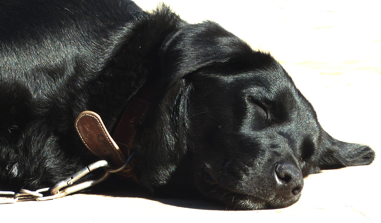 dog labrador mongrel labrador free photo