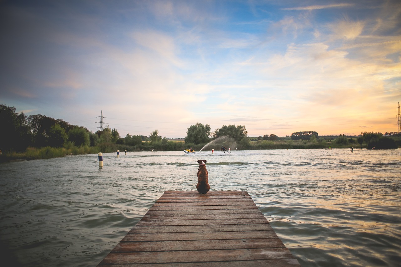 dog pet wooden pier free photo