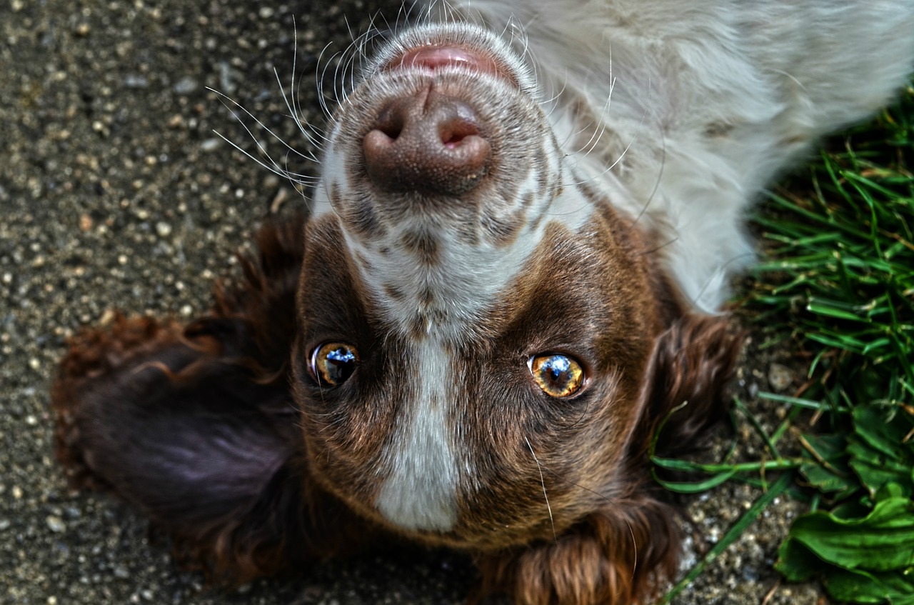 dog eyes dog eyes free photo