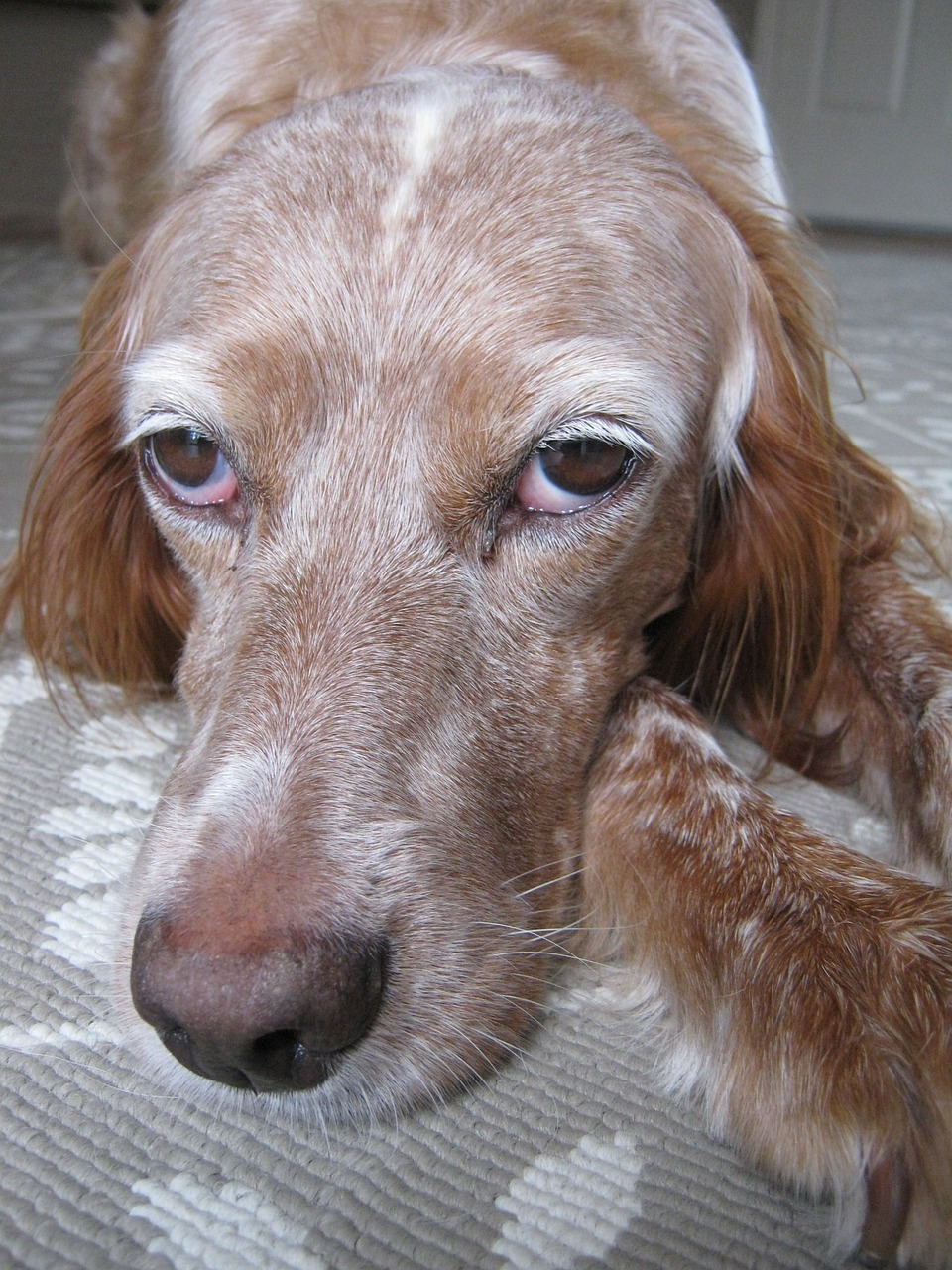 dog spaniel pet free photo