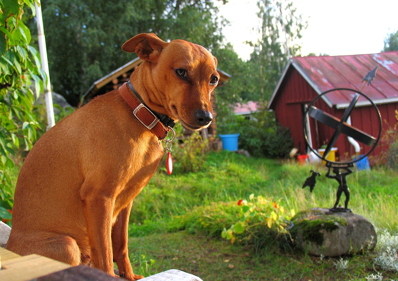 dog summer sundials free photo