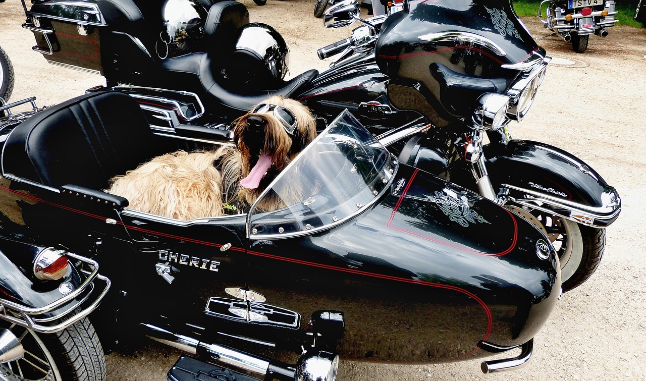 dog peace motorcycle free photo