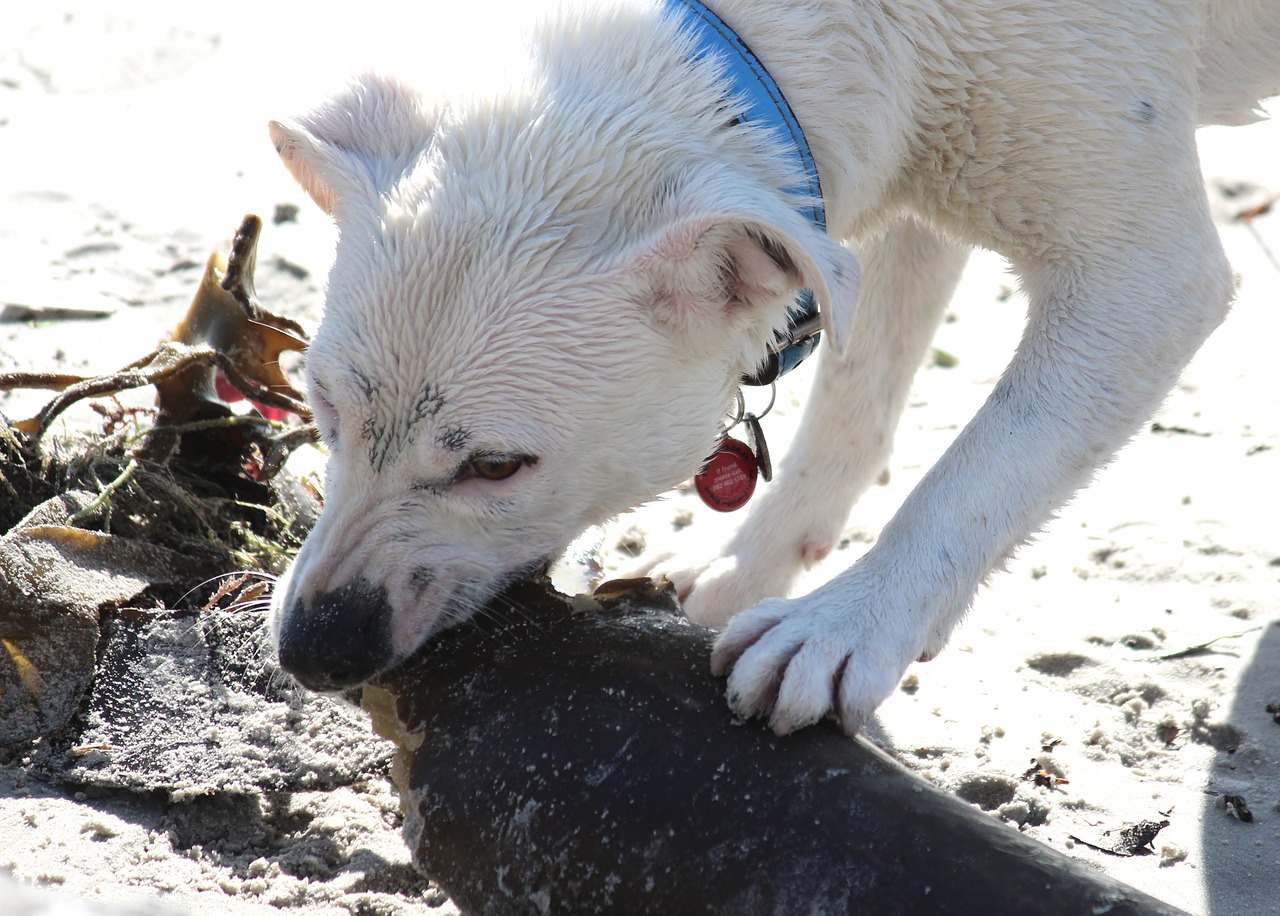 dog fur wet free photo