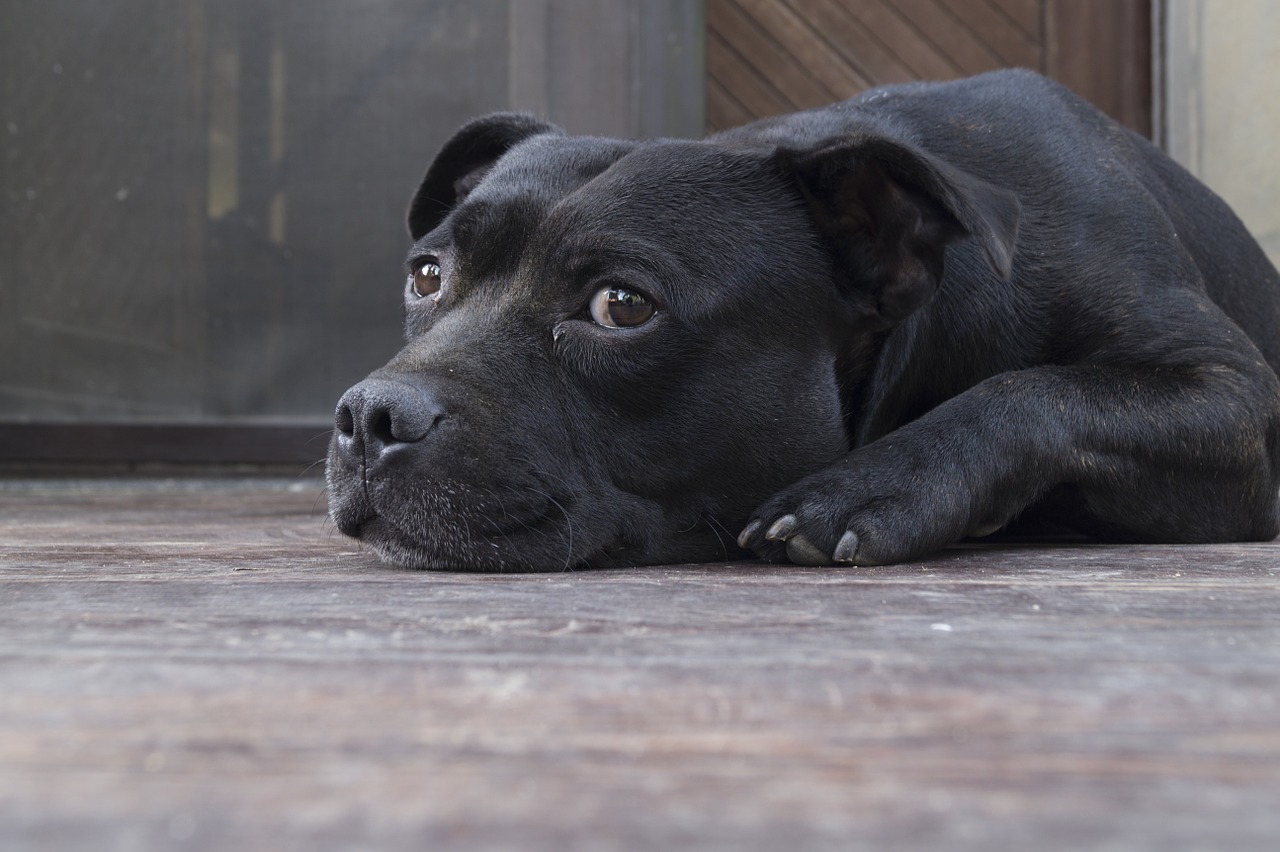 dog tiredness tired free photo