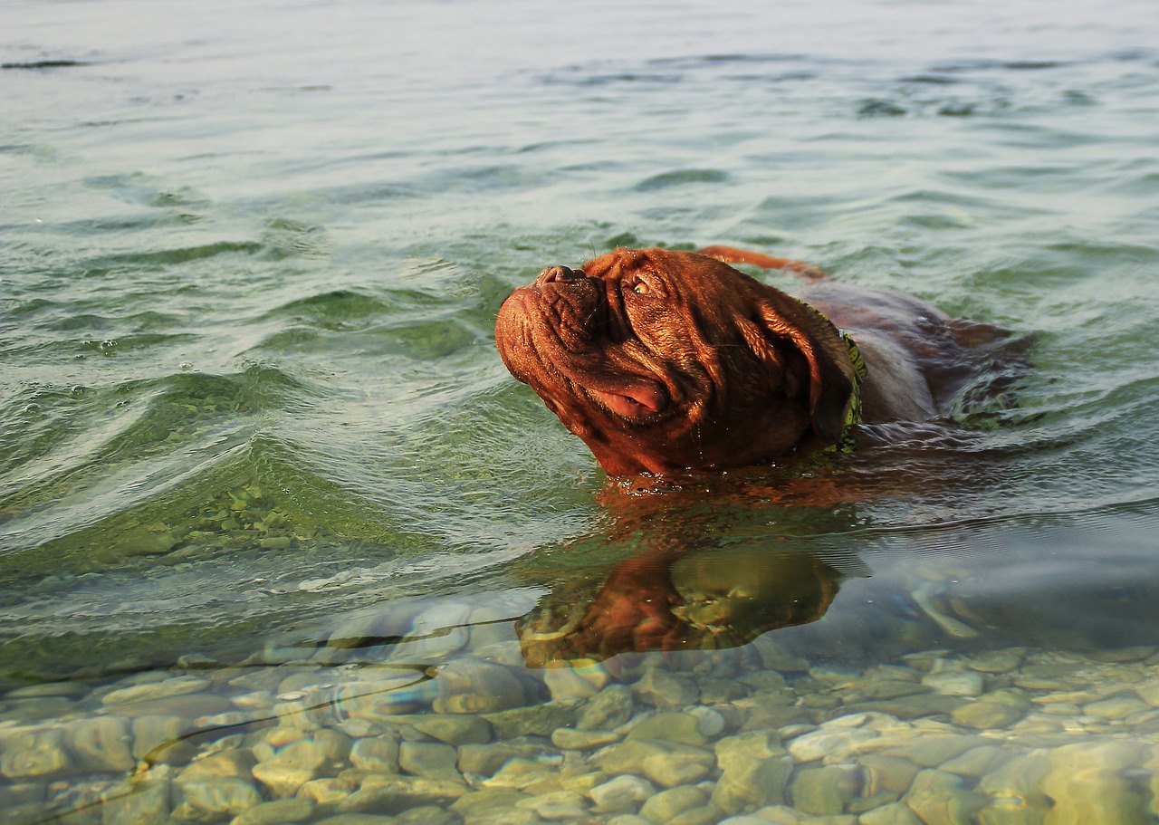 dog bordeaux de free photo