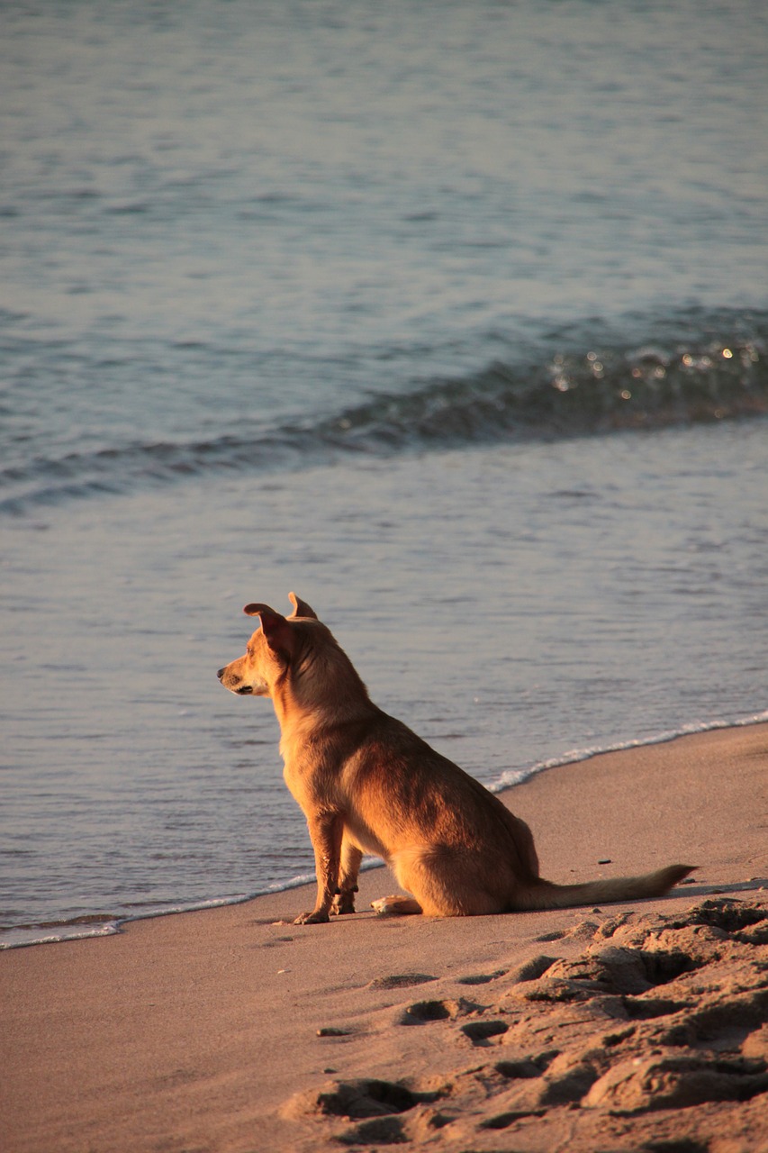 dog beach sand free photo