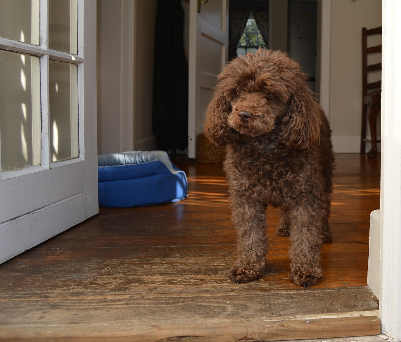 dog poodle brown free photo