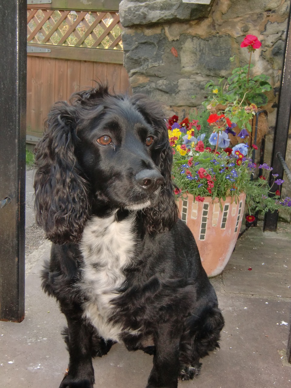 dog cocker spaniel free photo