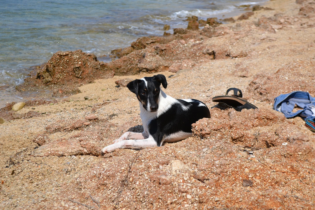 dog beach adriatic free photo