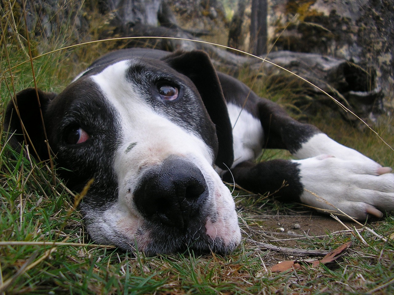 dog resting cute free photo