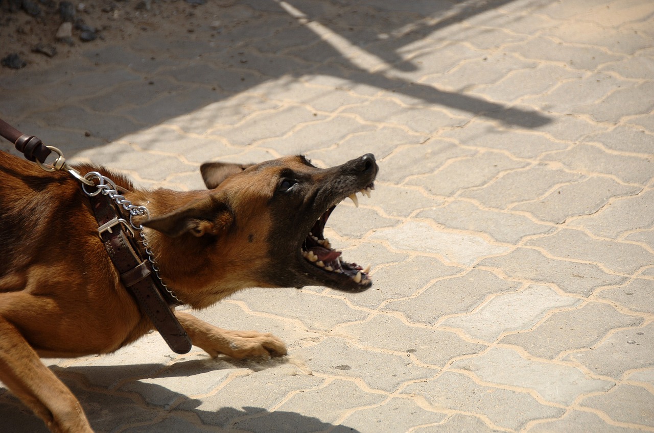 dog attack aggressive free photo