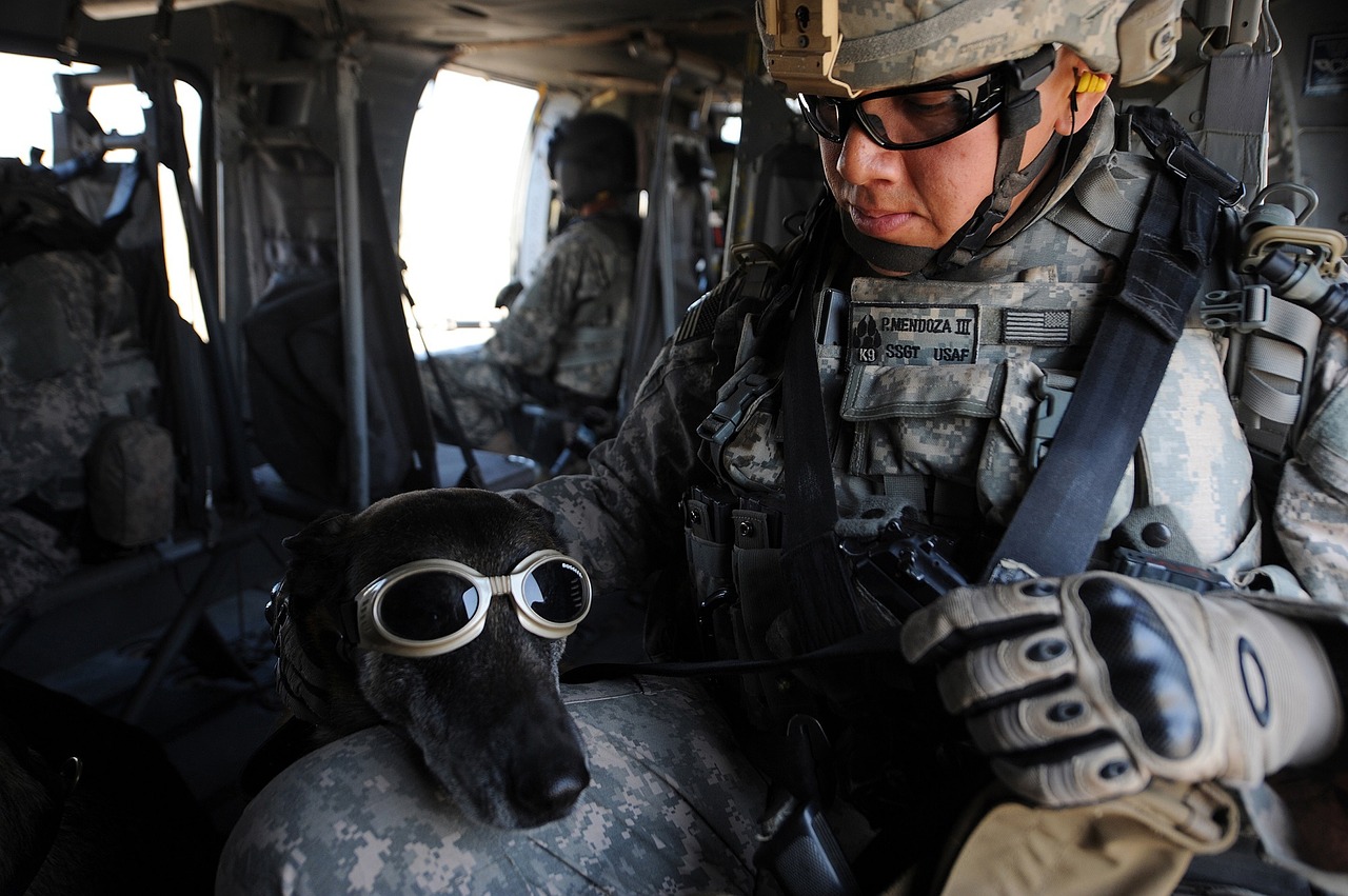 dog goggles military free photo