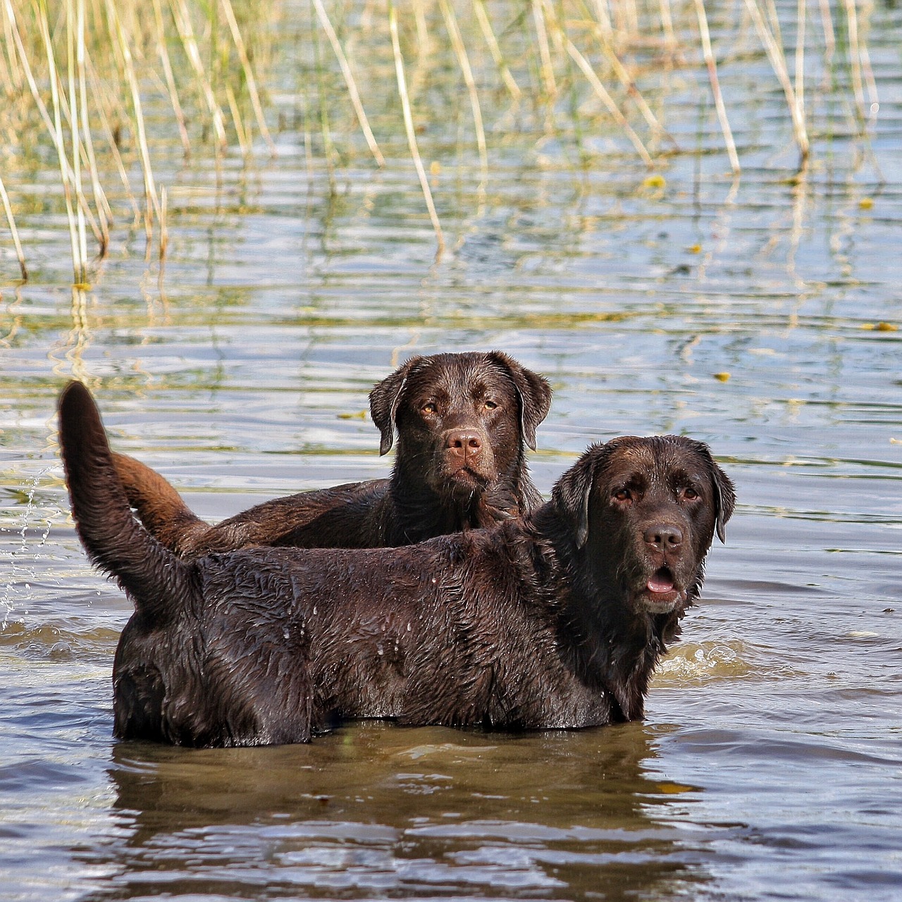 dog summer water free photo