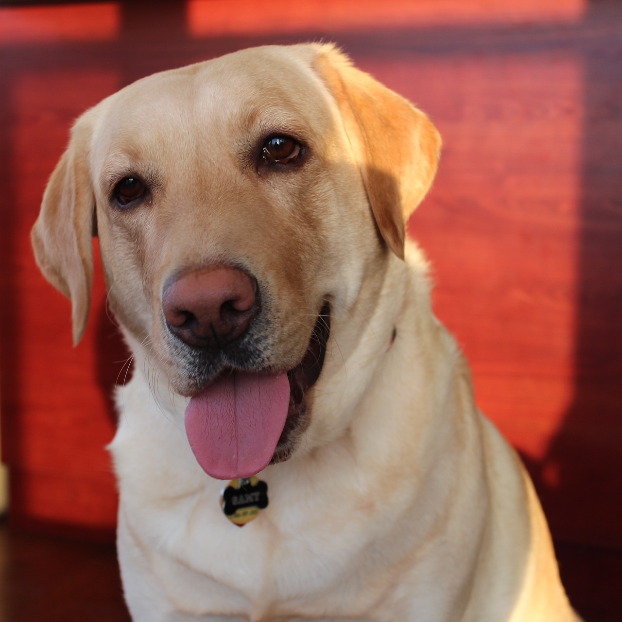 dog happy dog labrador retriever free photo