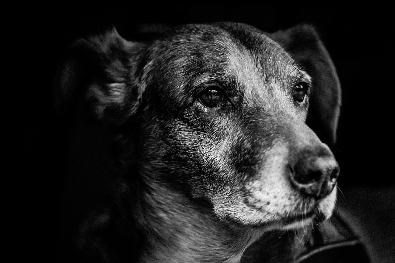 dog portrait snout free photo