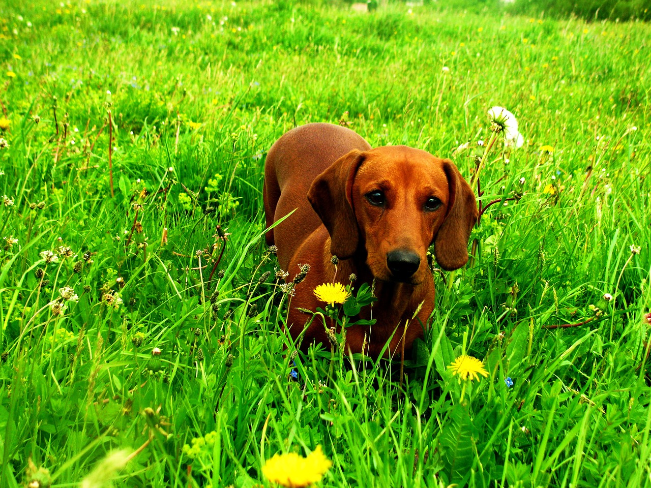 dog dachshund animal free photo