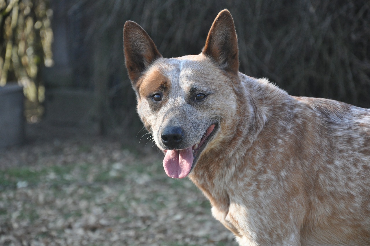 dog australian cattle dogs animal free photo