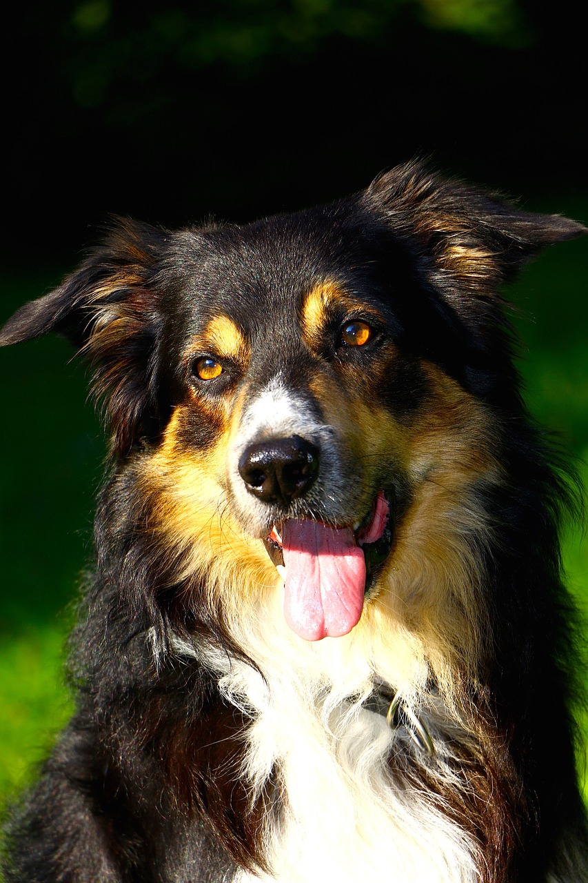 dog border collie portrait free photo