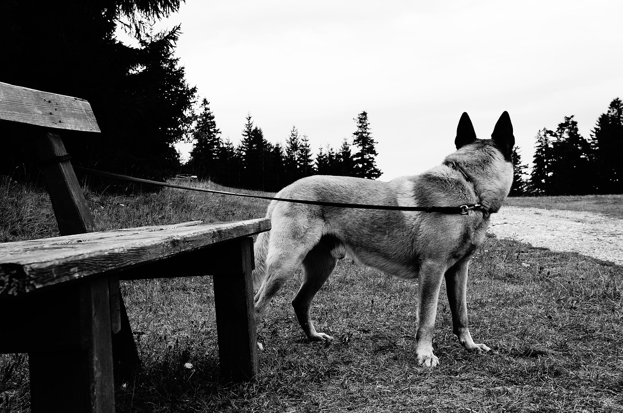 schäfer dog dog black and white free photo