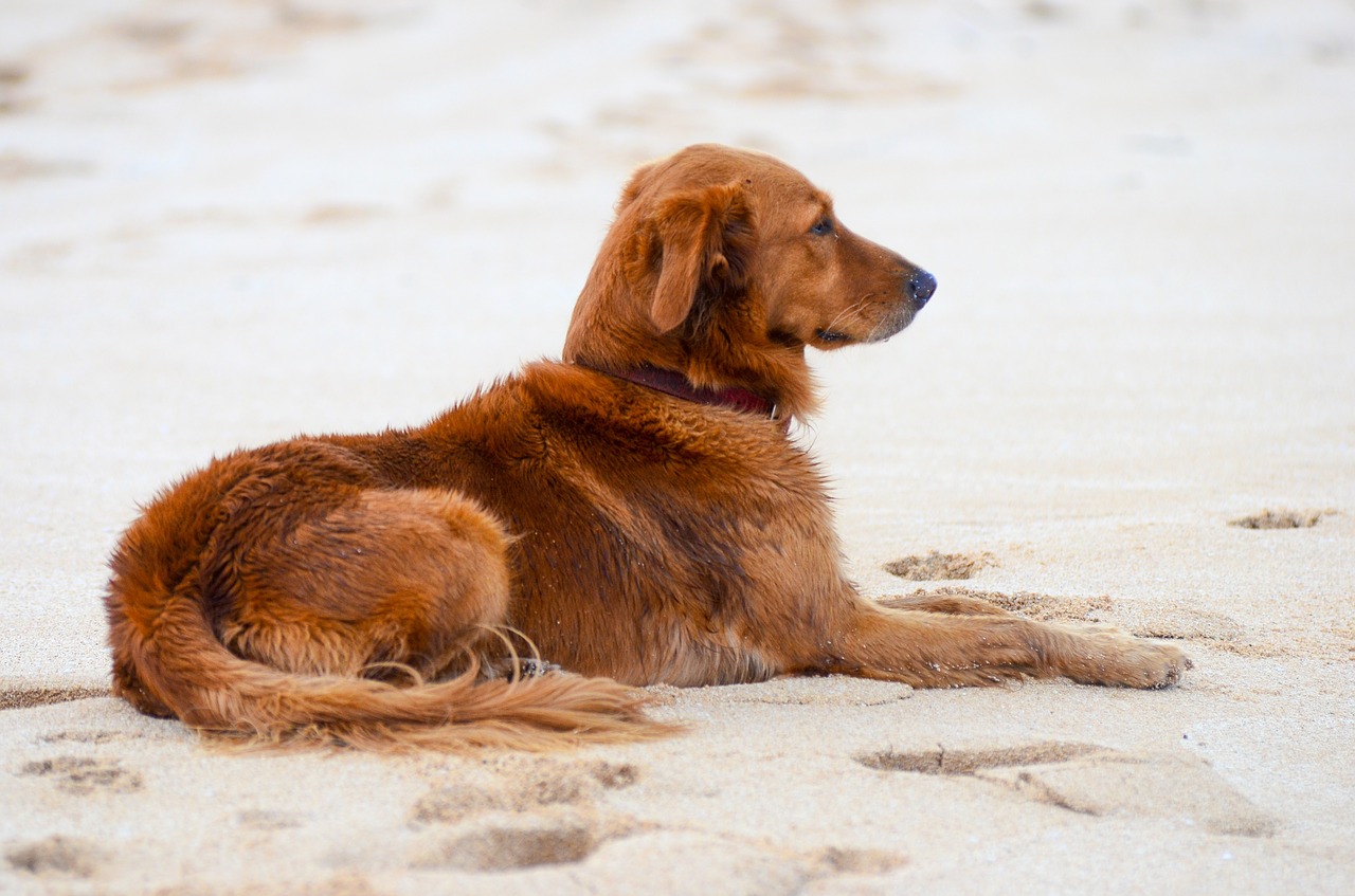 dog canine beach free photo