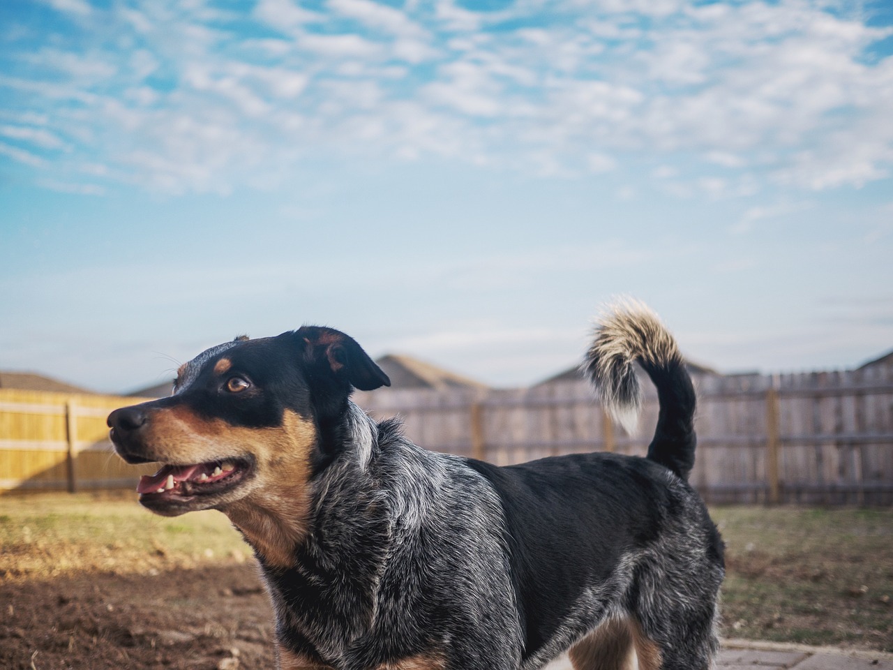 dog puppy blue heeler free photo