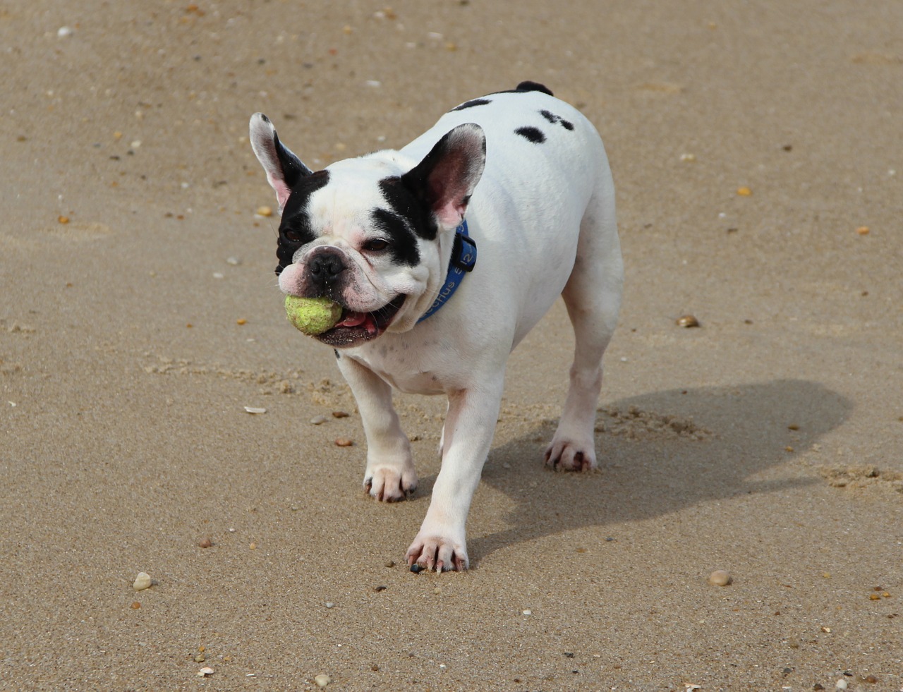 french bulldog dog doggy free photo