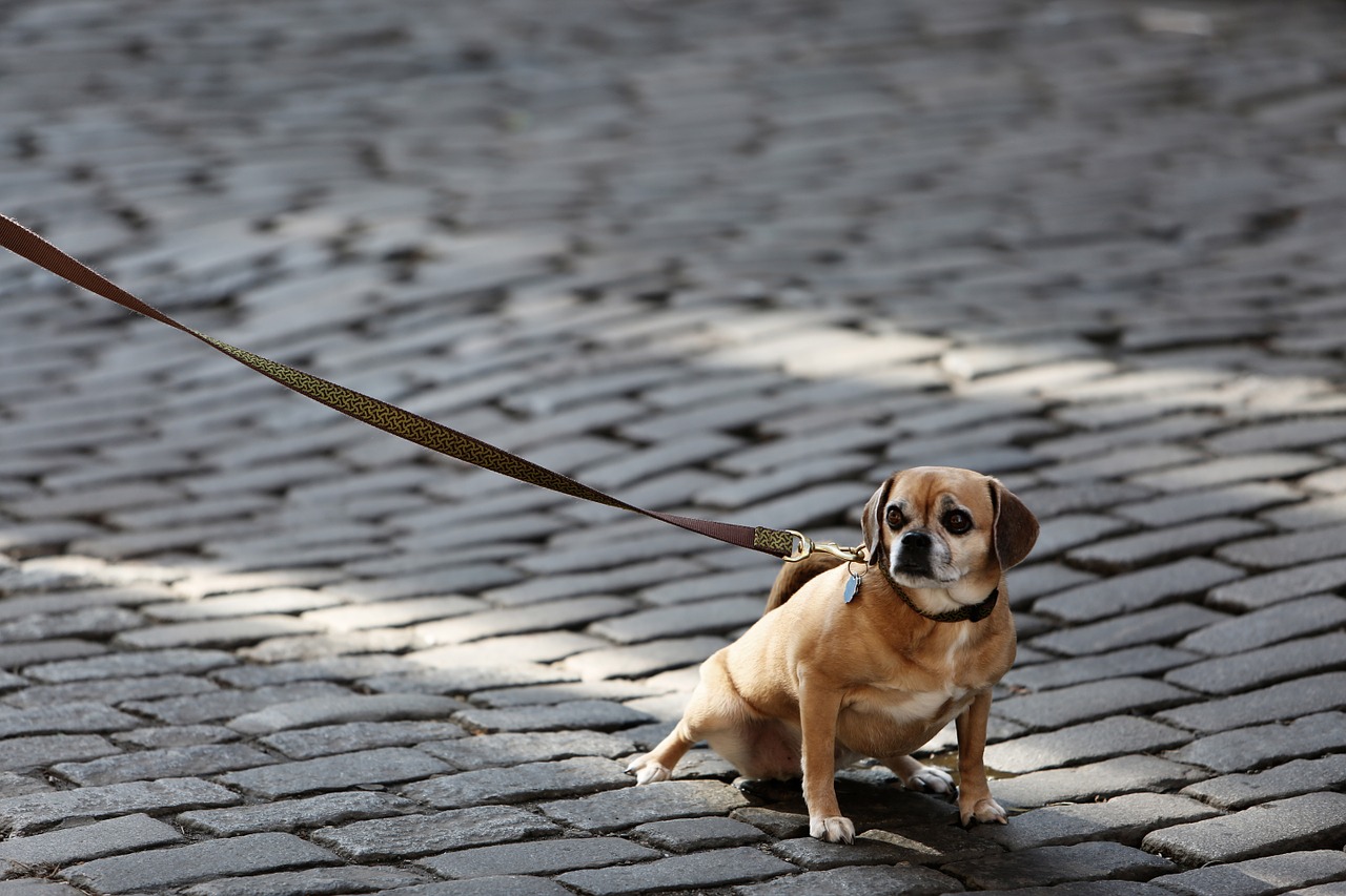 dog pet leash free photo