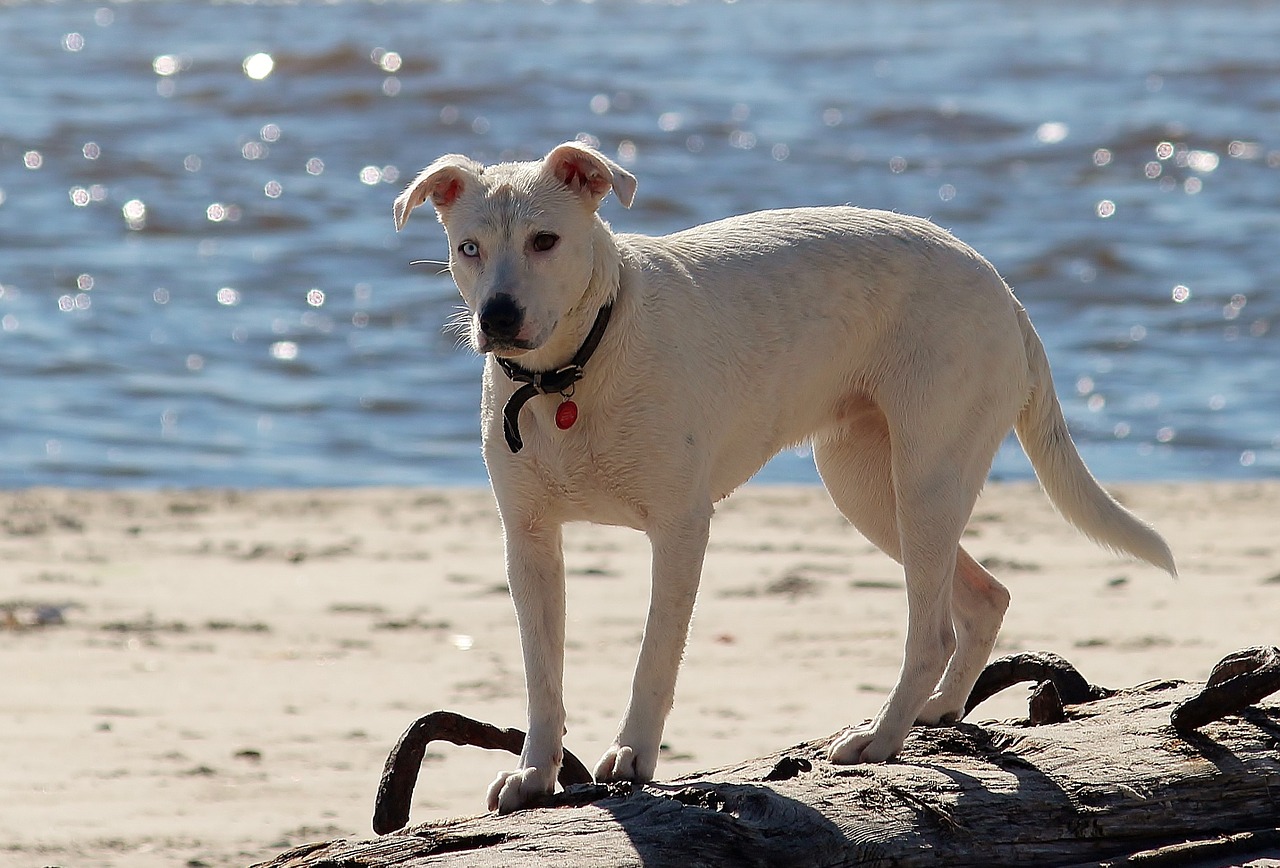 dog beach sea free photo