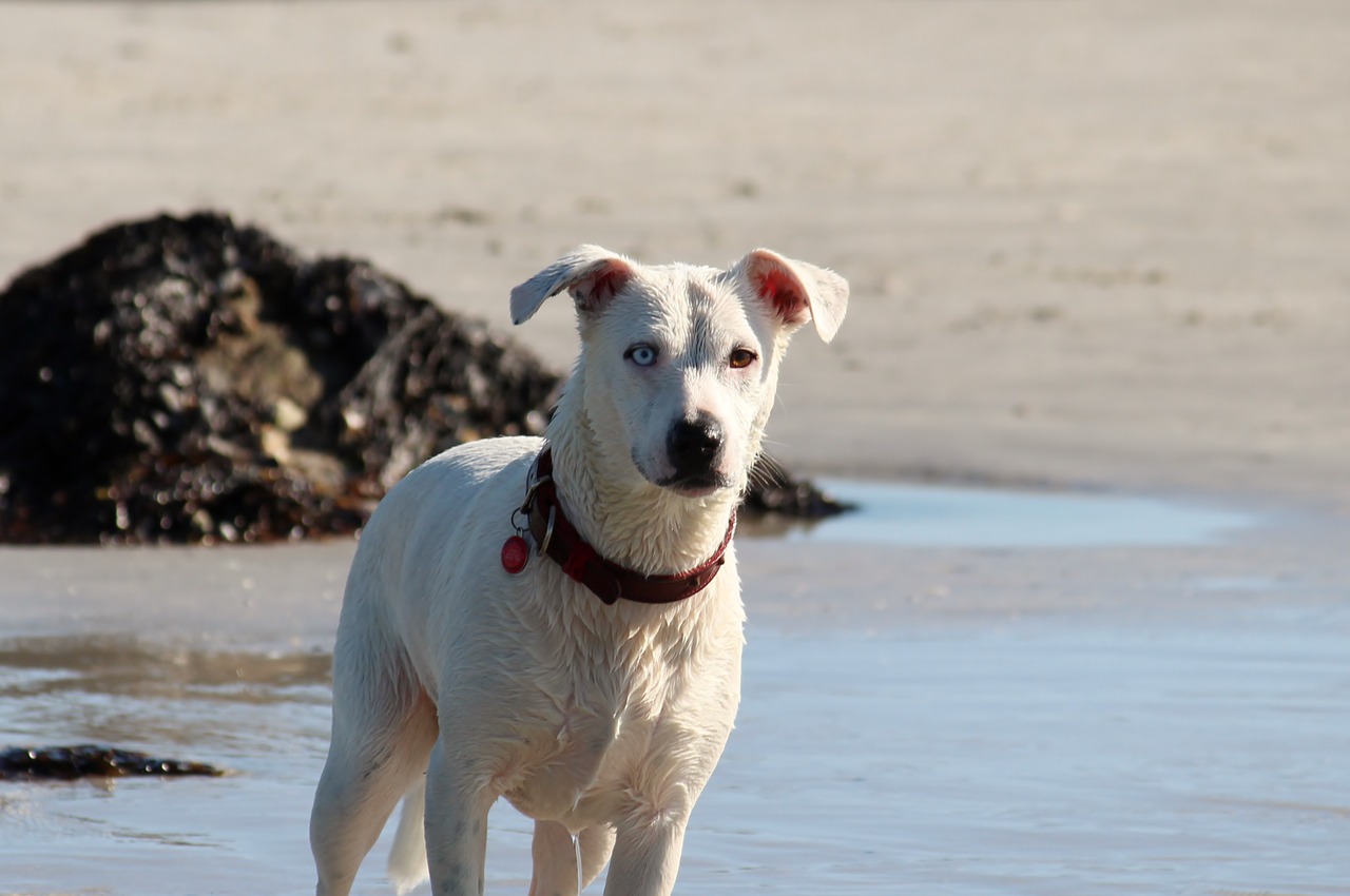 dog sea ocean free photo